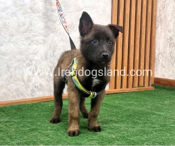 twlh-malynwyz-malinois-408_10