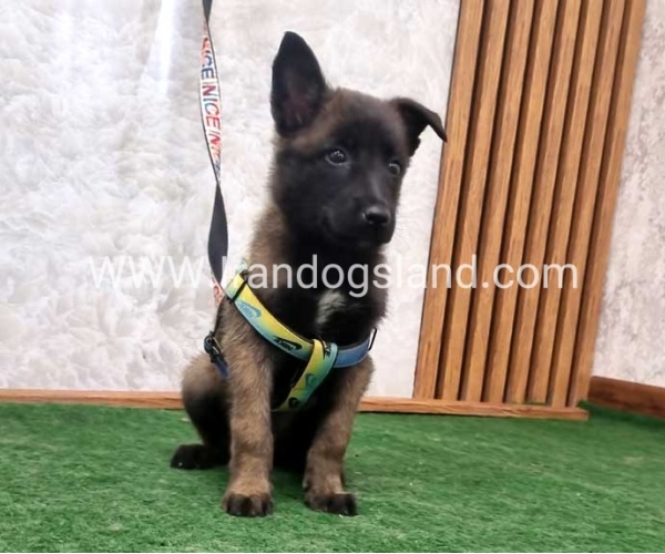 twlh-malynwyz-malinois-408_2