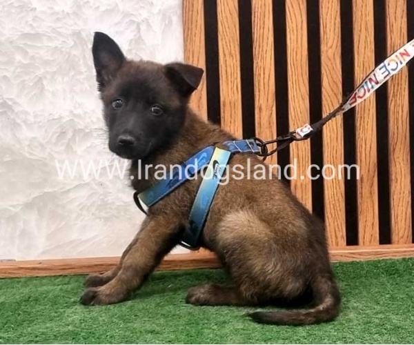 twlh-malynwyz-malinois-408_3