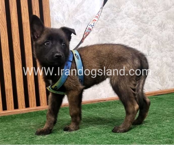 twlh-malynwyz-malinois-408_4