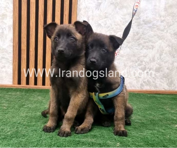 twlh-malynwyz-malinois-408_5