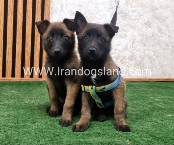 twlh-malynwyz-malinois-408_6