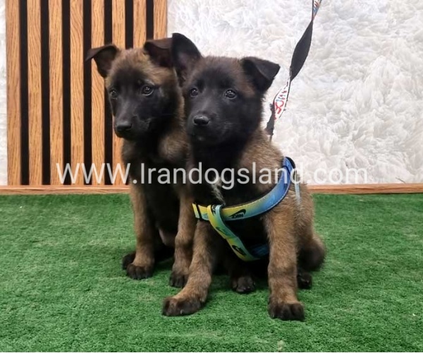 twlh-malynwyz-malinois-408_7