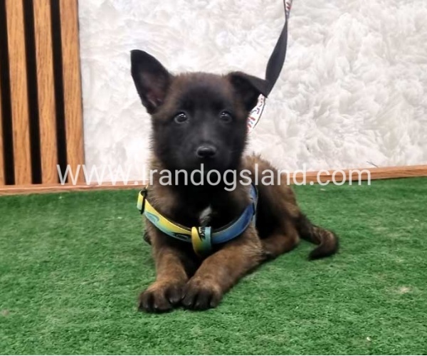 twlh-malynwyz-malinois-408_8