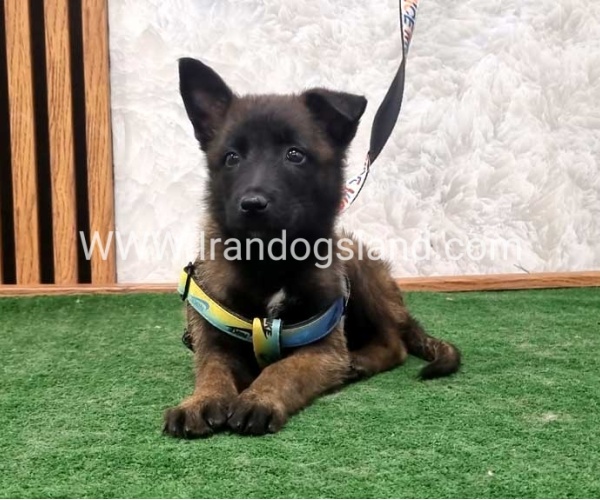 twlh-malynwyz-malinois-408_9