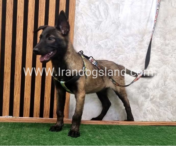 twlh-malynwyz-malinois-410_1