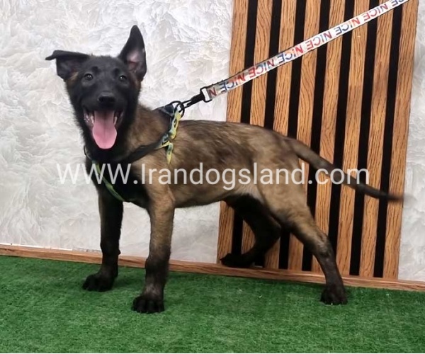 twlh-malynwyz-malinois-410_3