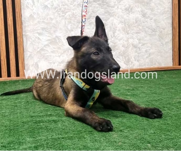 twlh-malynwyz-malinois-410_5
