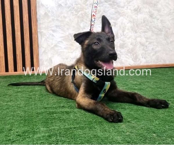 twlh-malynwyz-malinois-410_6
