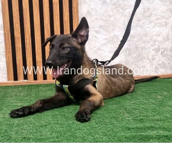 twlh-malynwyz-malinois-410_7