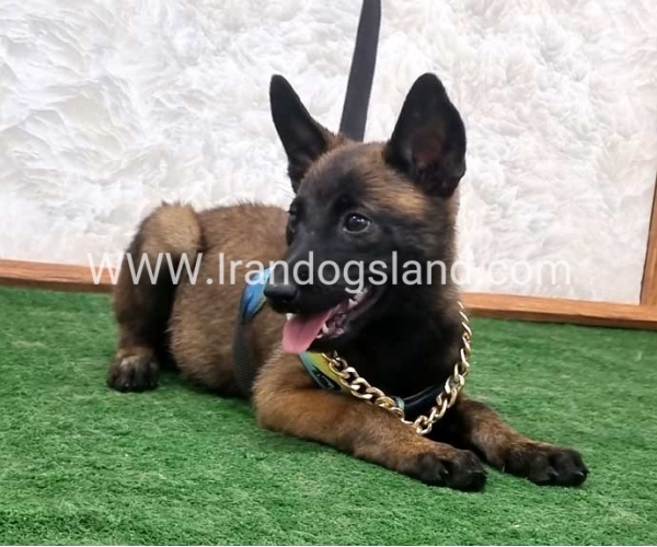 twlh-malynwyz-malinois-411_1