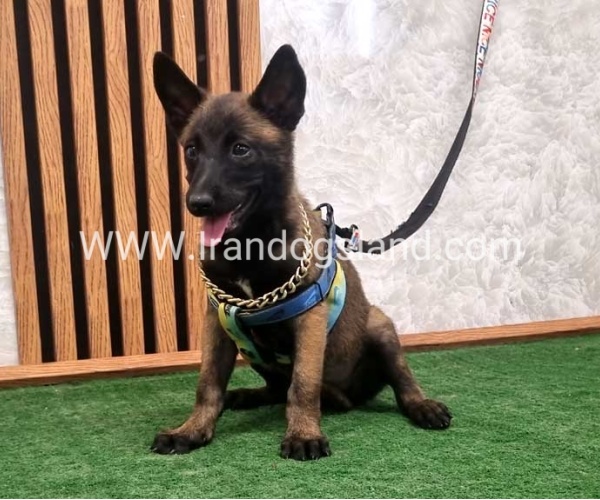 twlh-malynwyz-malinois-411_10