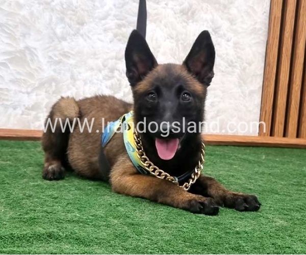 twlh-malynwyz-malinois-411_2