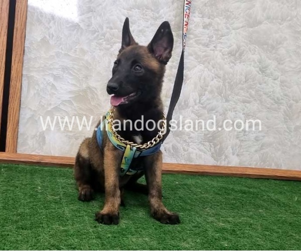 twlh-malynwyz-malinois-411_3