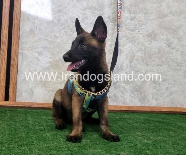 twlh-malynwyz-malinois-411_4
