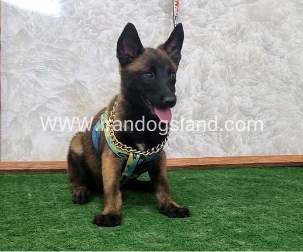 twlh-malynwyz-malinois-411_6