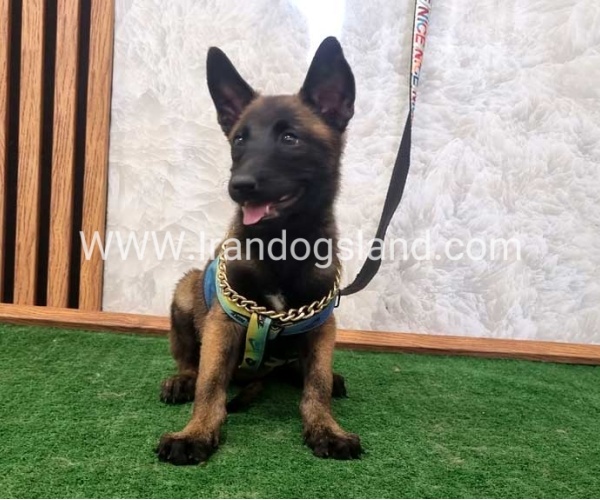 twlh-malynwyz-malinois-411_7