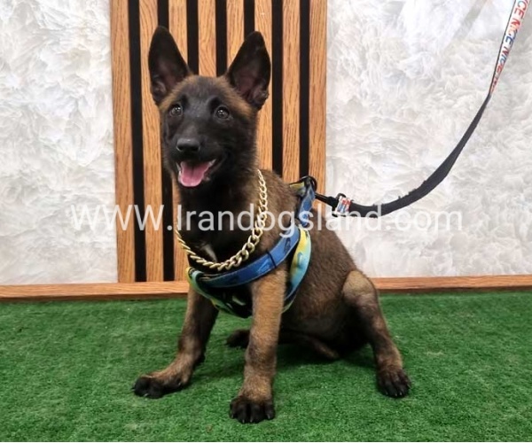 twlh-malynwyz-malinois-411_8