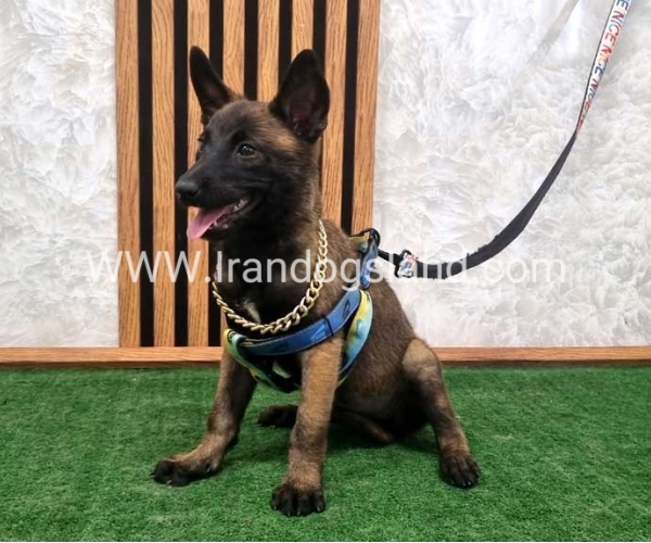 twlh-malynwyz-malinois-411_9