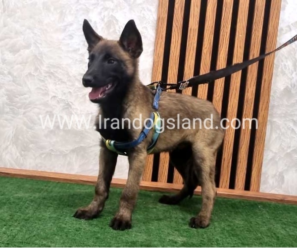 twlh-malynwyz-malinois-412_1