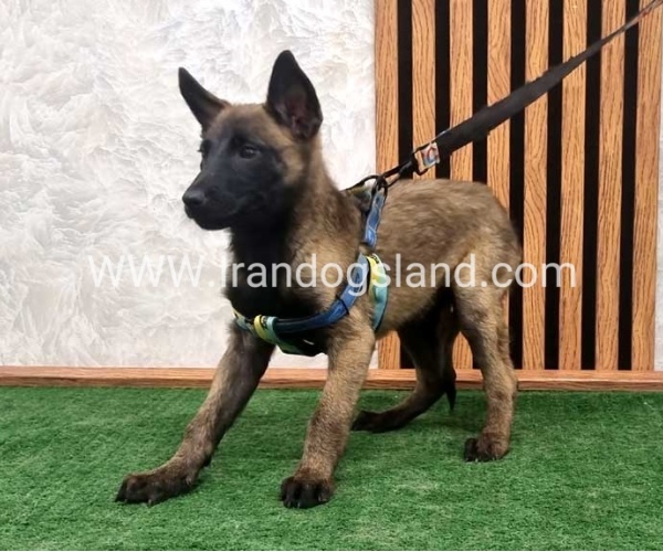 twlh-malynwyz-malinois-412_2