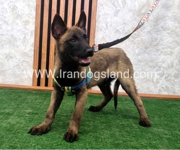 twlh-malynwyz-malinois-412_3