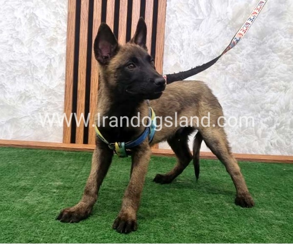 twlh-malynwyz-malinois-412_4