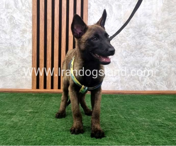 twlh-malynwyz-malinois-412_5