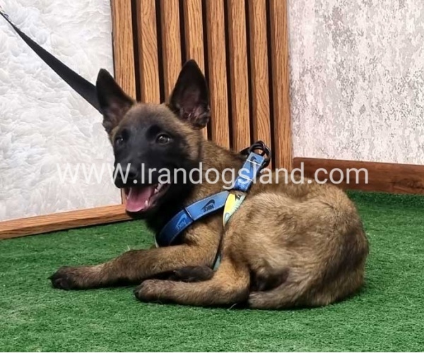 twlh-malynwyz-malinois-412_7