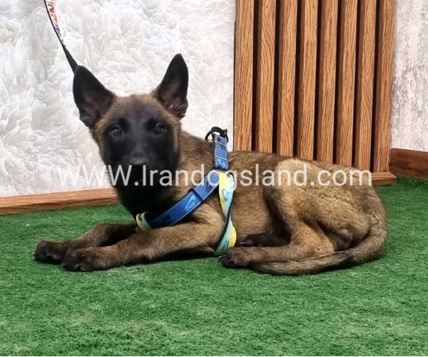 twlh-malynwyz-malinois-412_8