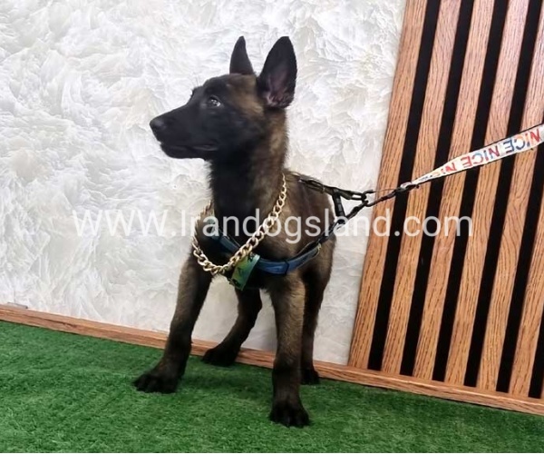 twlh-malynwyz-malinois-413_1