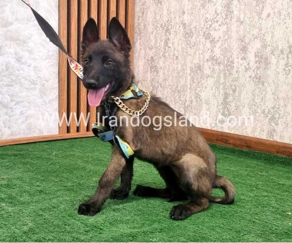 twlh-malynwyz-malinois-413_2