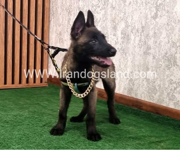 twlh-malynwyz-malinois-413_3