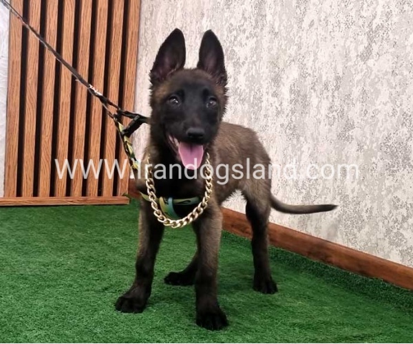 twlh-malynwyz-malinois-413_4