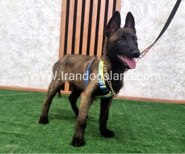 twlh-malynwyz-malinois-413_5