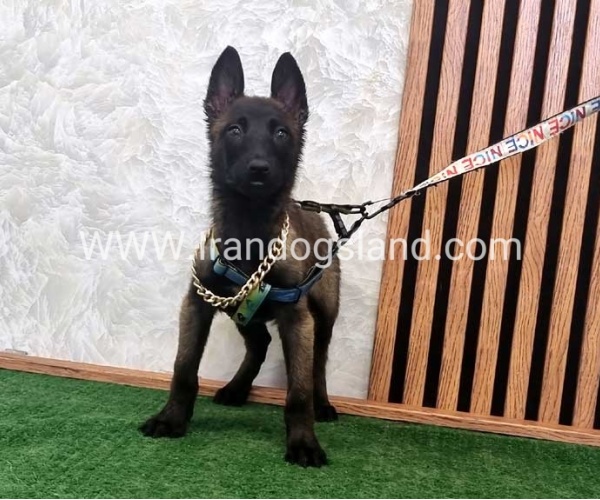twlh-malynwyz-malinois-413_6