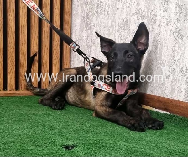 مالینویز بسیار خوش استایل - M162