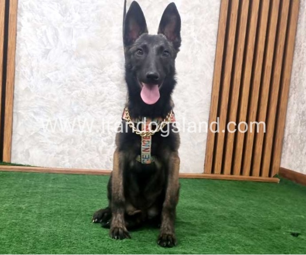 twlh-malynwyz-malinois-419_1