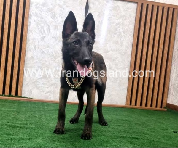 twlh-malynwyz-malinois-419_10