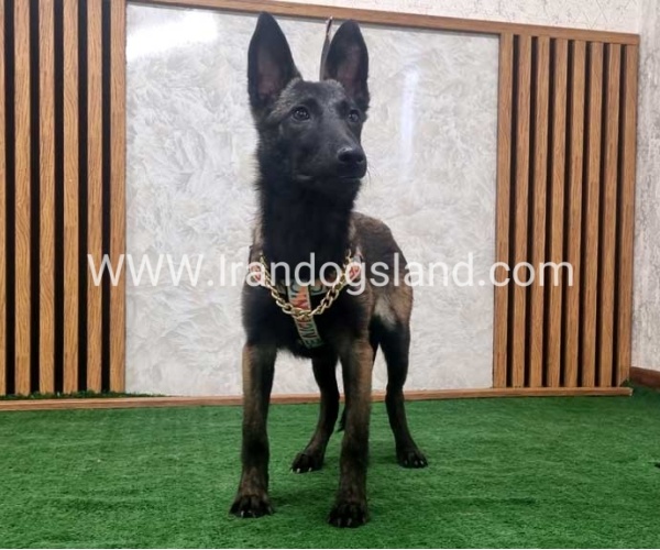 twlh-malynwyz-malinois-419_11