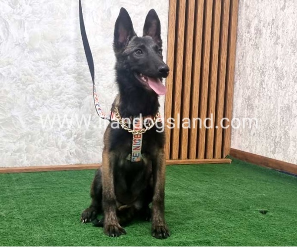 twlh-malynwyz-malinois-419_12