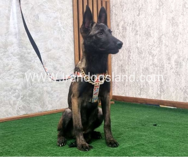 twlh-malynwyz-malinois-419_2