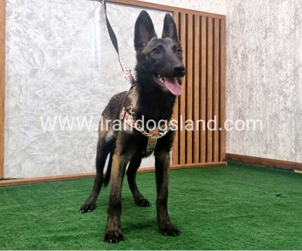 twlh-malynwyz-malinois-419_3