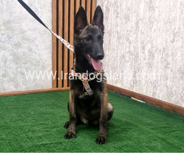 twlh-malynwyz-malinois-419_4