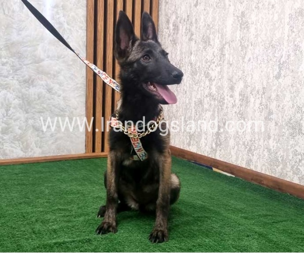 twlh-malynwyz-malinois-419_5