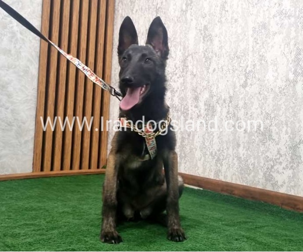 twlh-malynwyz-malinois-419_6