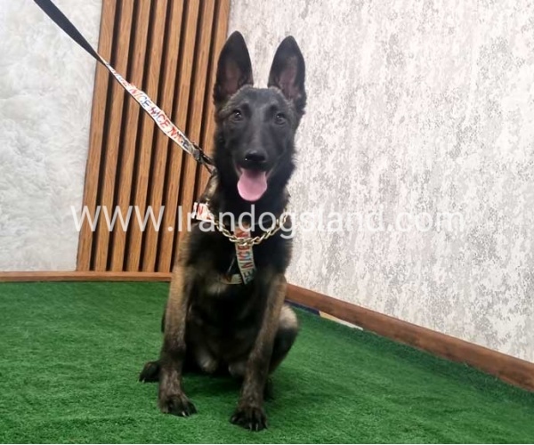 twlh-malynwyz-malinois-419_7