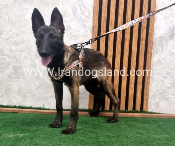 twlh-malynwyz-malinois-419_8