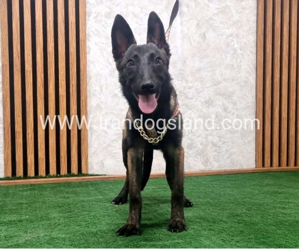 twlh-malynwyz-malinois-419_9