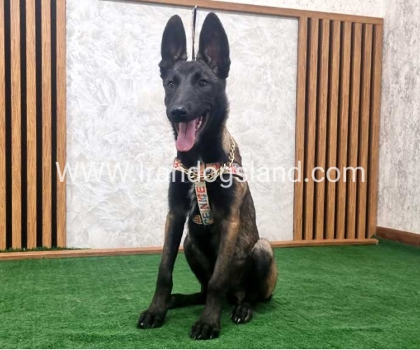 twlh-malynwyz-malinois-422_1